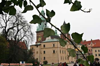 IMG_ (11177)